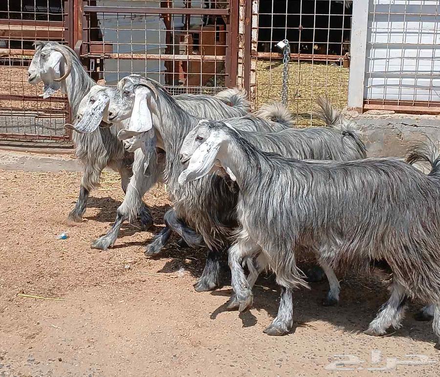 Mozza Al-Qanai Goats for Sale – Young, Healthy, Quantity 664664041962498110