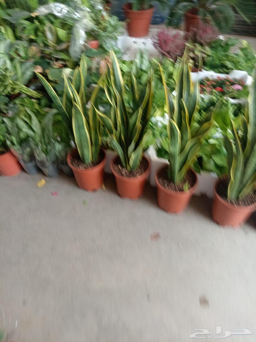 Nursery and Landscape Design64166030159491111