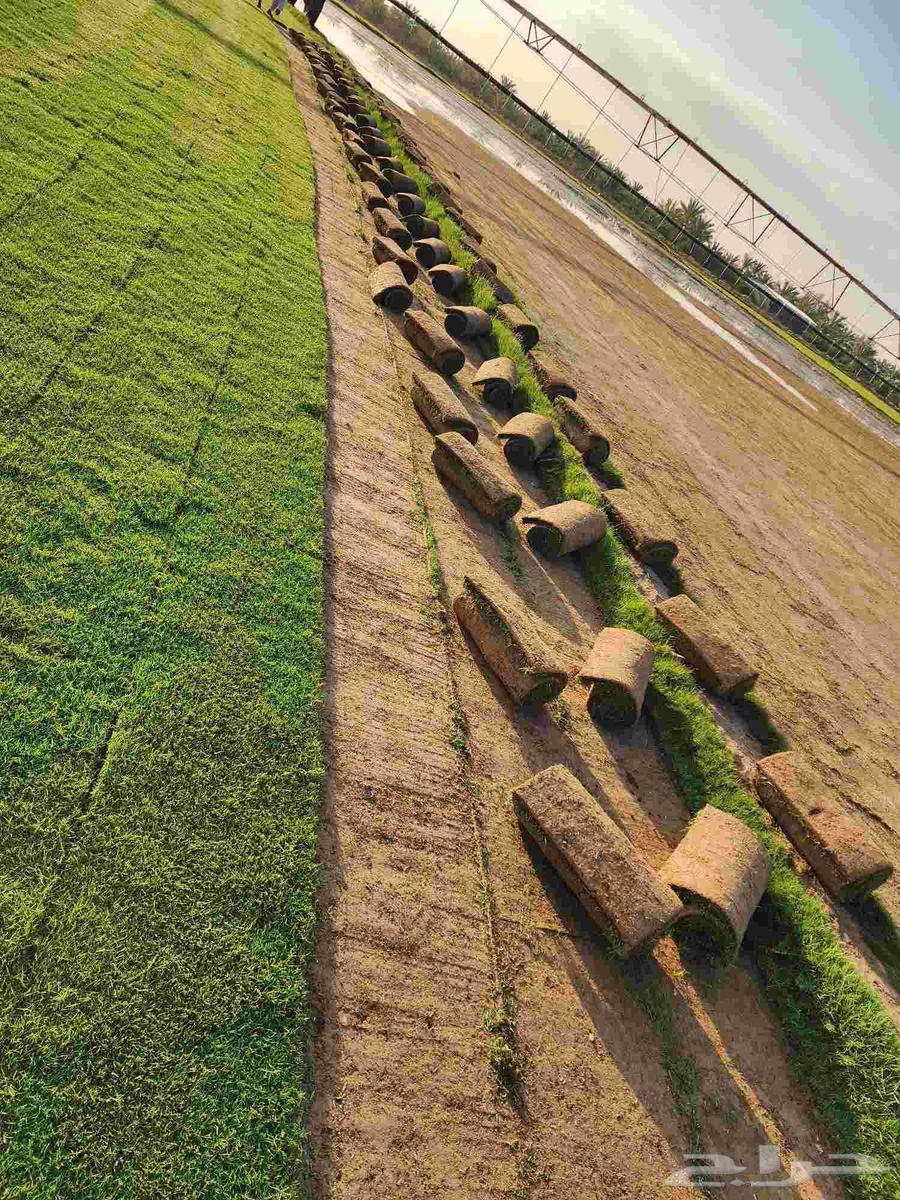 ثيل طبيعي امريكي64662662213123112