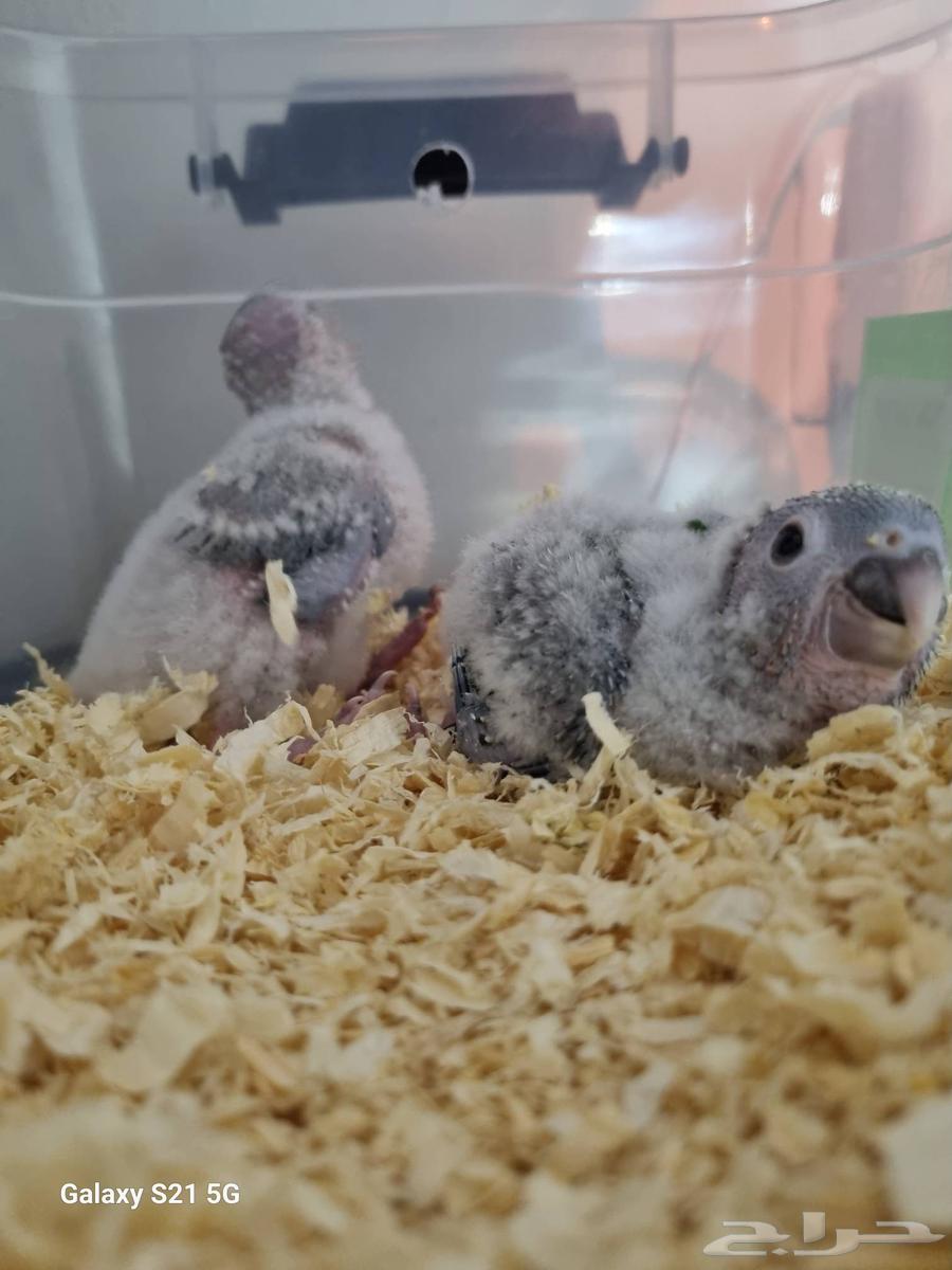 Froukh Keniour Yellow Side, Produced by My Parents, Mecca Production64664497786498110