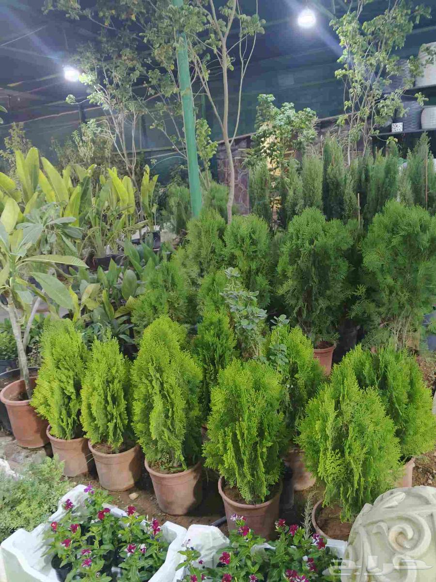 قطع العشب وتنظيف الحديقة Cutting grass and cleaning the64166421212291114