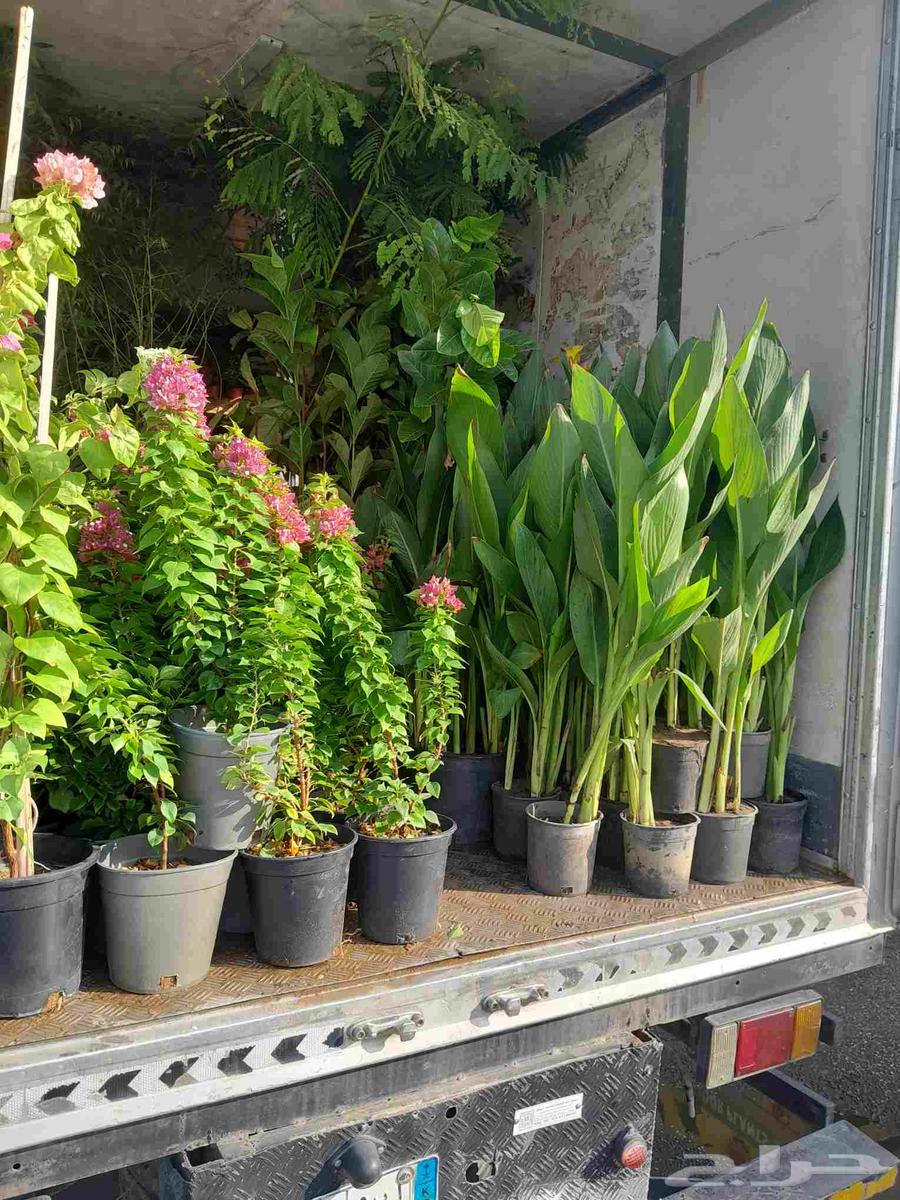 Nursery and Landscape Design64166030159491114