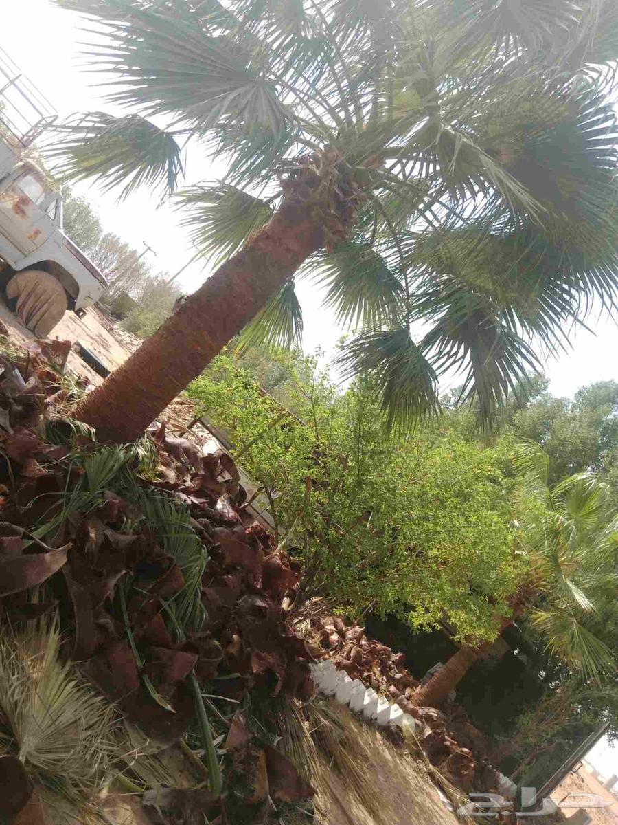 مقاول شبوك ونخيل عربي واشنطن64167252197379111