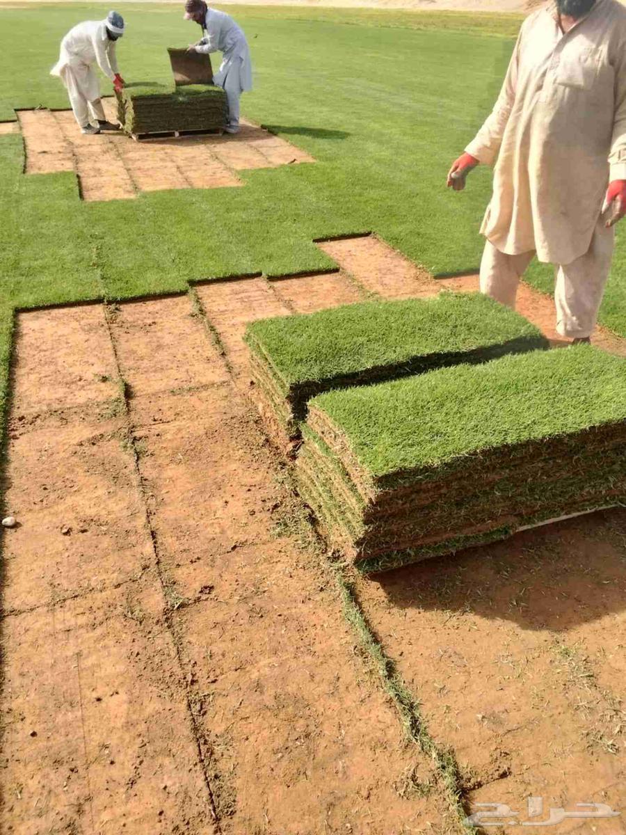 مزرعه ارواي لثيل الطبيعي64664928373379114