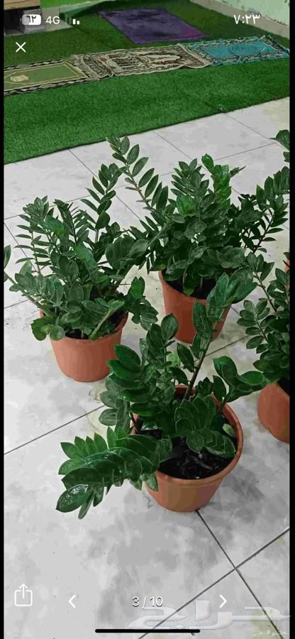 ابومحمد لتنسيق الحدائق64167032494978111