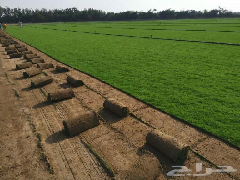 تنسيق الحدائق المنزليه64608453958914110