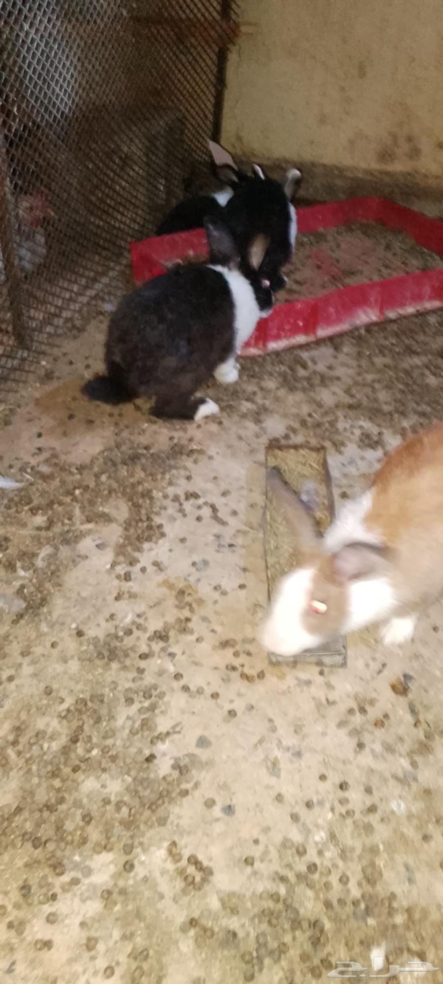 ذكور ارانب للبيع64666217076865113