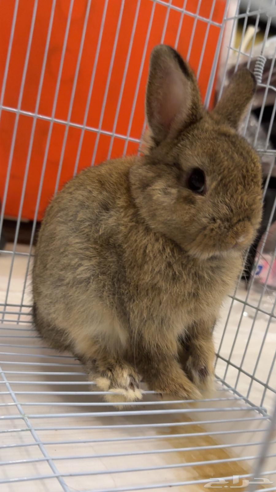 ارنب نذرلاند القزمي للبيع64472536529922111