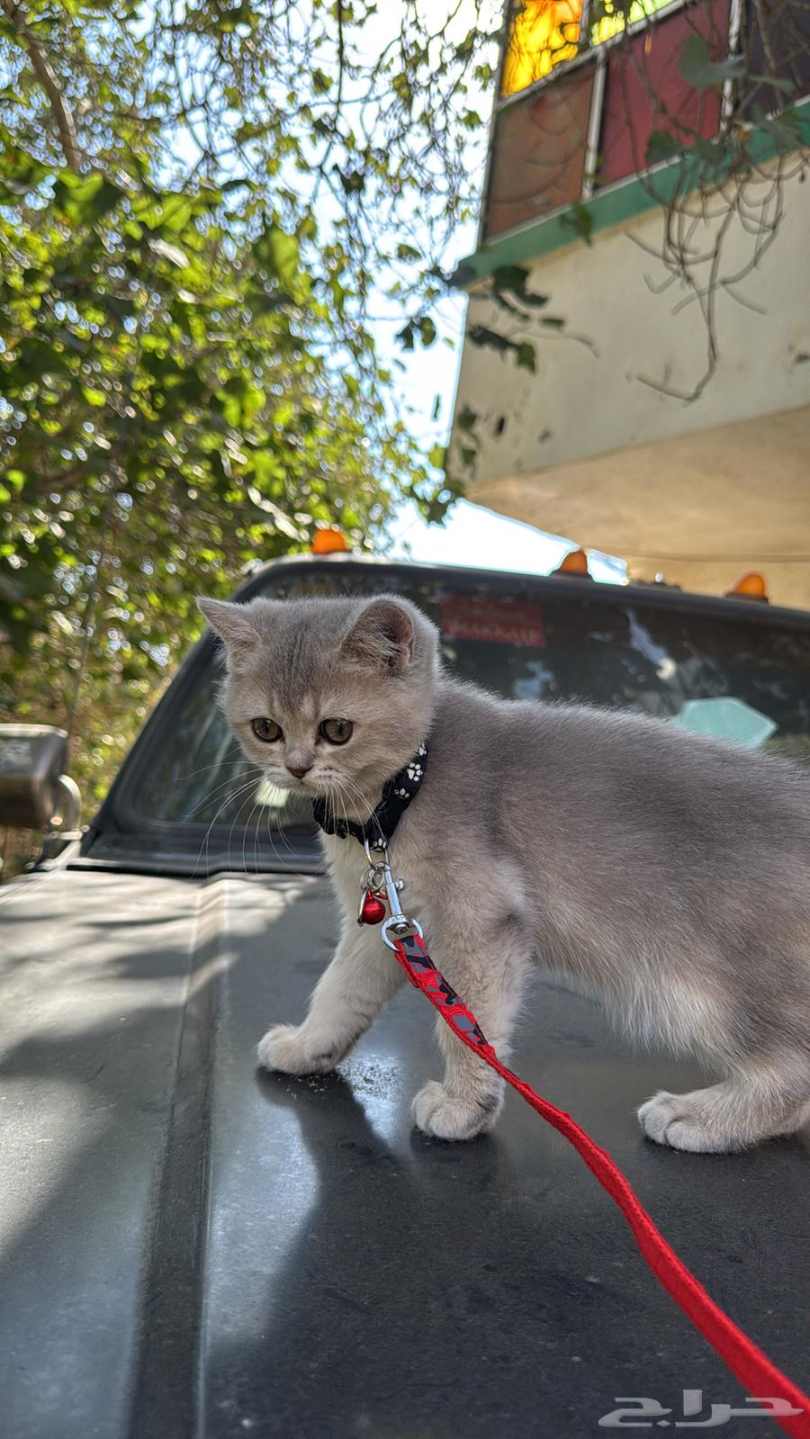 للبيع قطط سكوتش64608682296449114