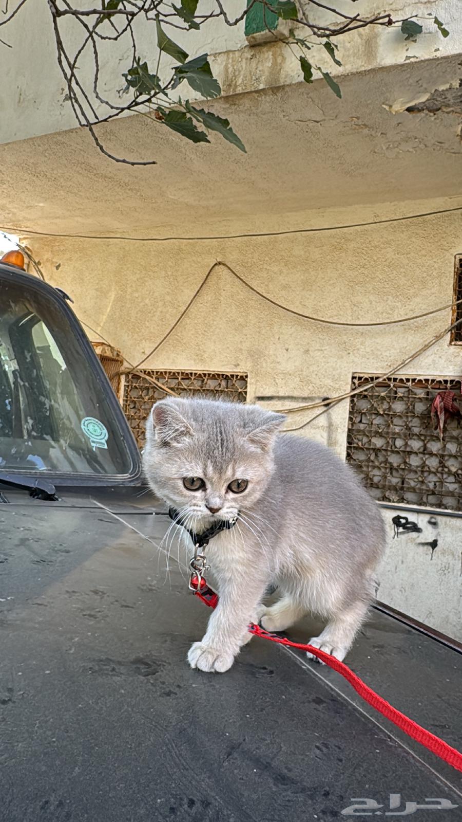 للبيع قطط سكوتش64608682296449113