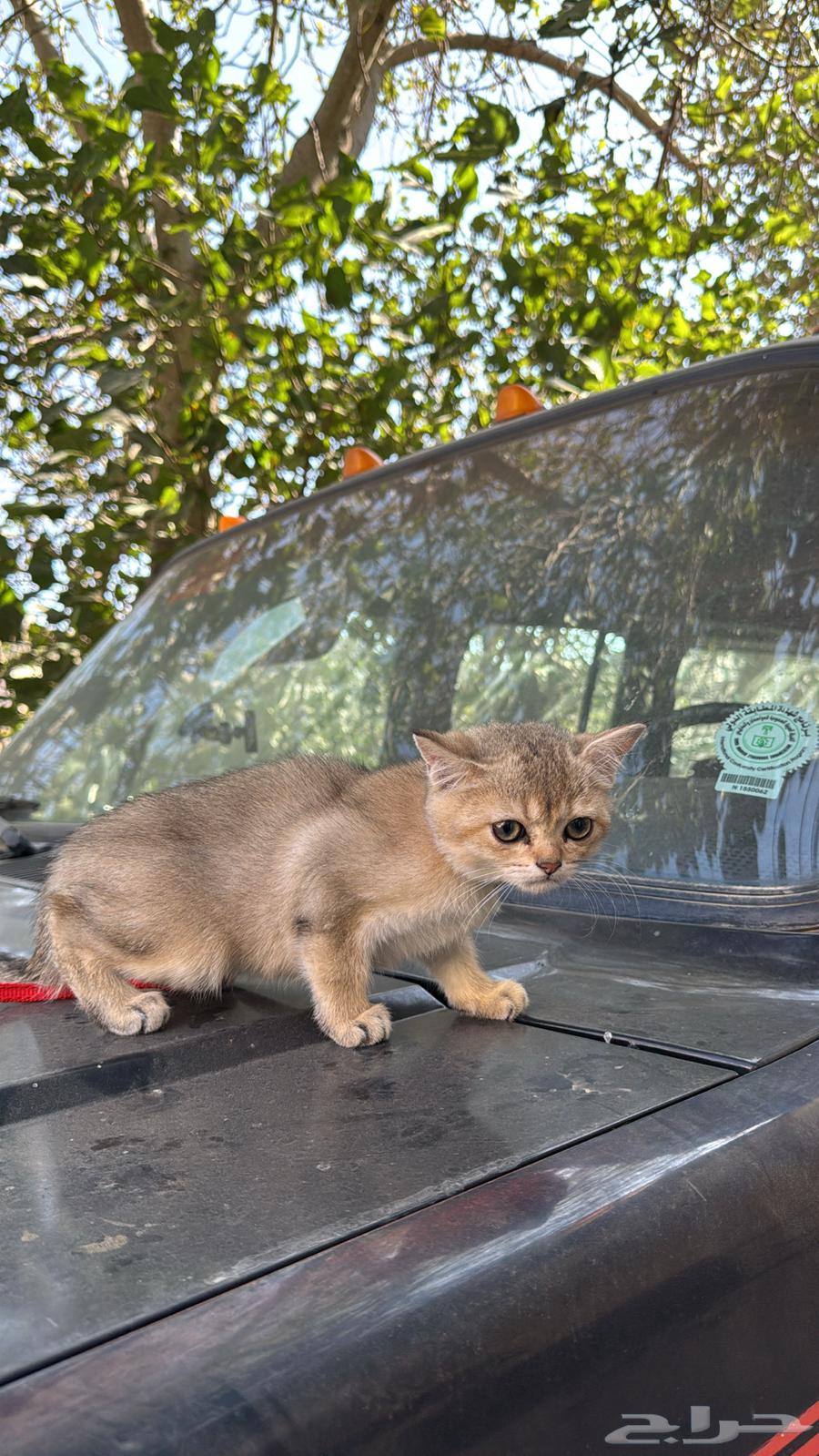 للبيع قطط سكوتش64608682296449111