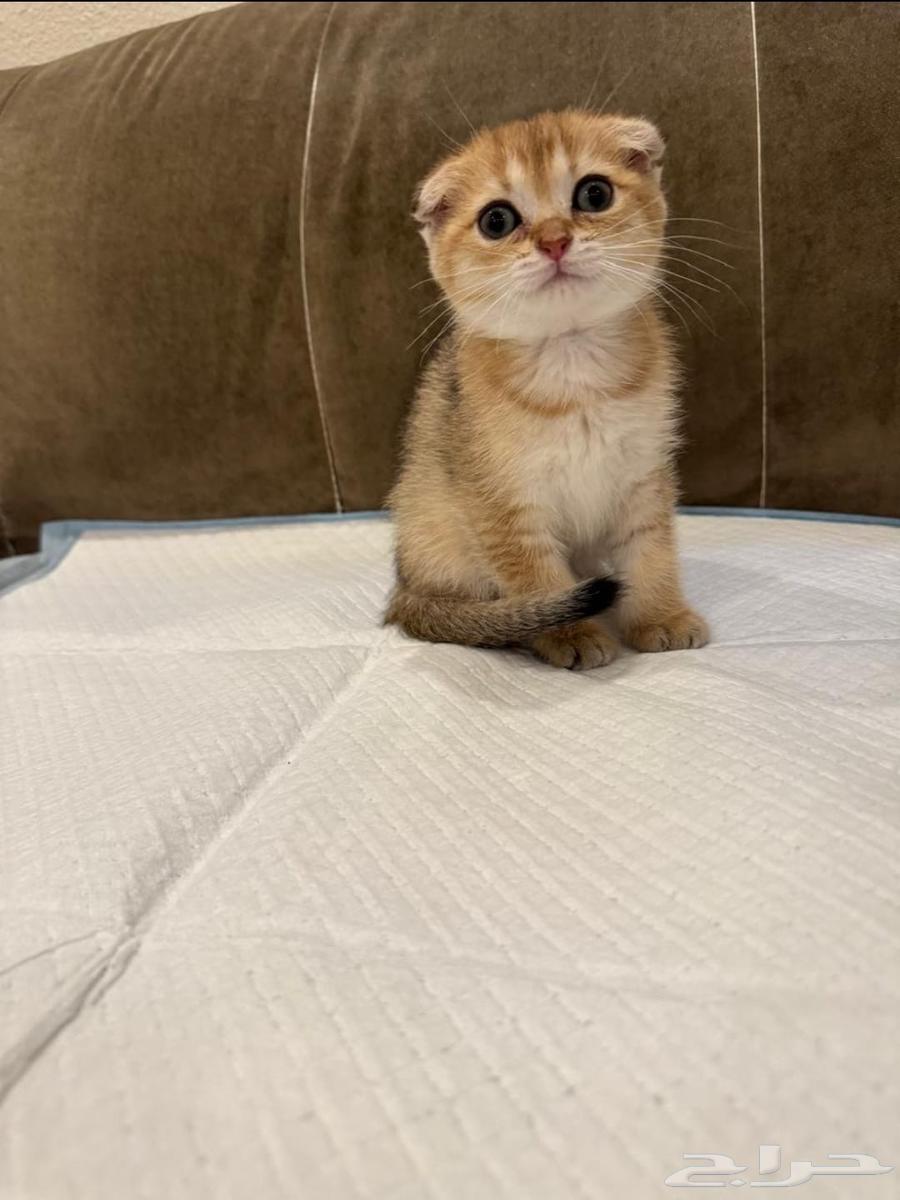 سكوتش فولد قولد للبيع بسعر مغري64594663983618110