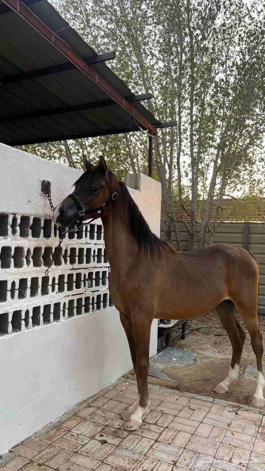 مهر شعبي للبيع64416201135619111