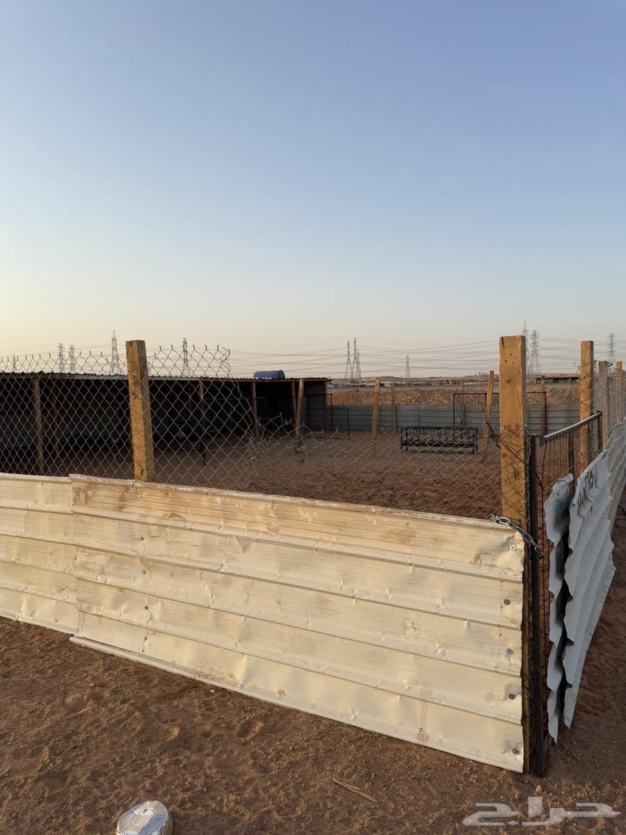 شبوك غنم64197161946371110