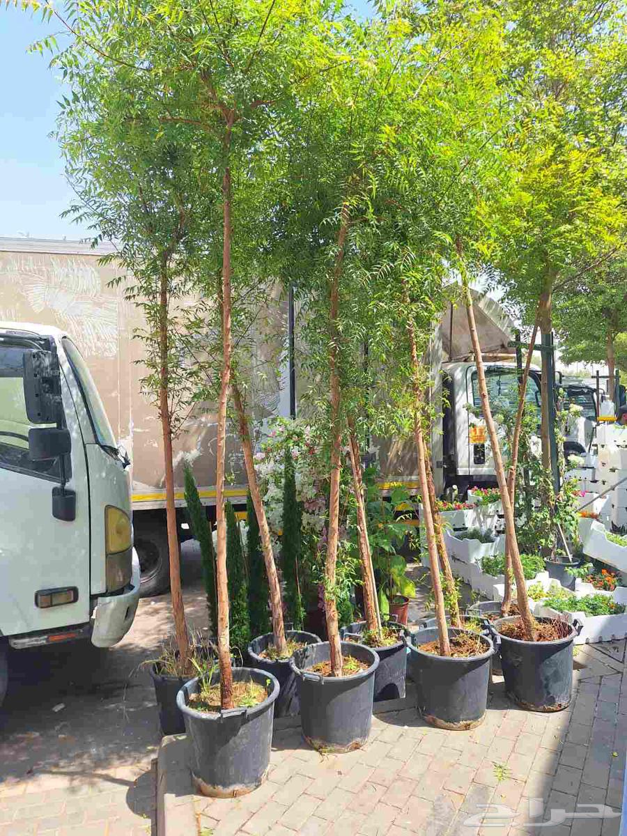 مشتل تنسيق حدائق وصيانة الحدائق64197385390083112