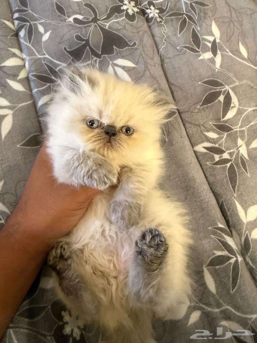 بيرشن هملايا بيكي فيس للبيع64545673597825113