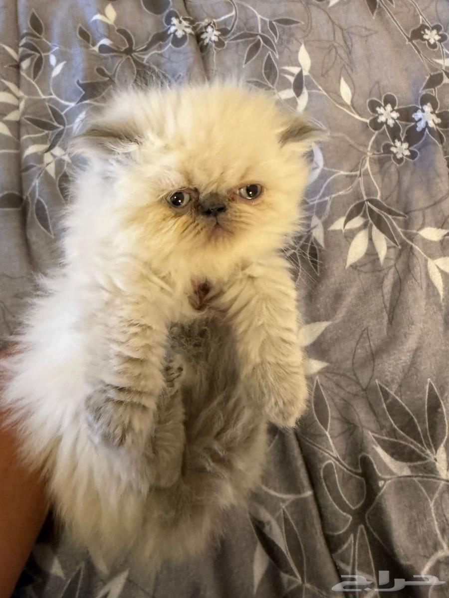 بيرشن هملايا بيكي فيس للبيع64545673597825112