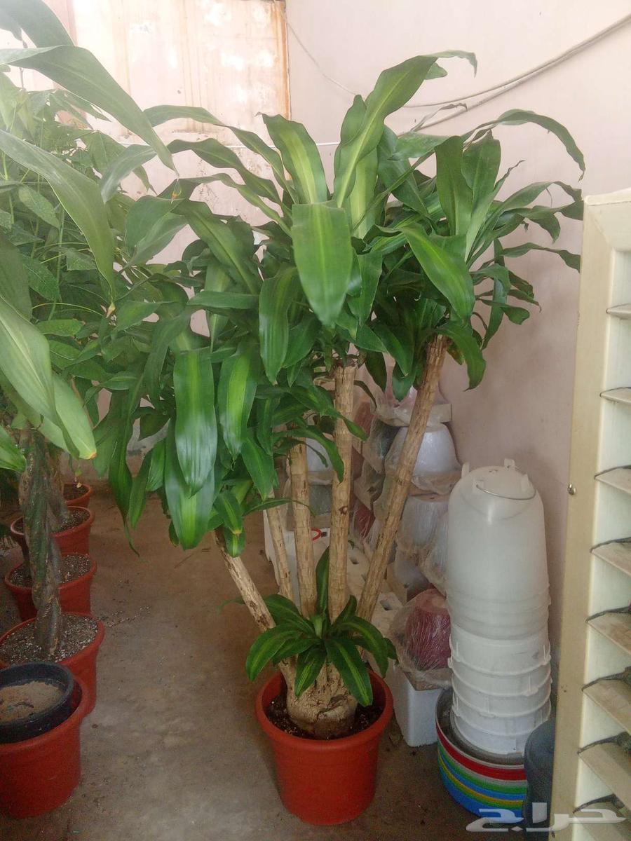 مشتل تنسيق حدائق وصيانة الحدائق64197385390083113