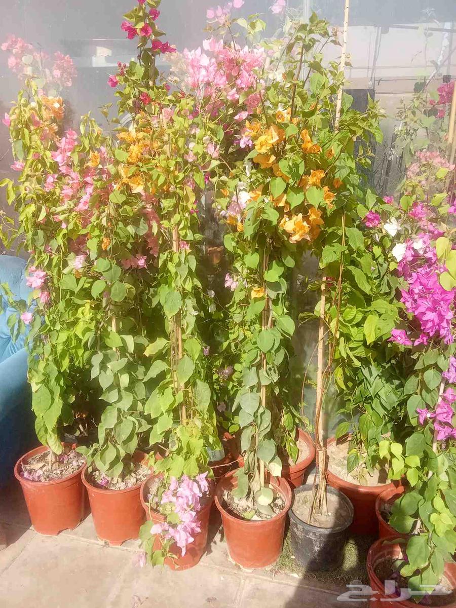 مشتل تنسيق حدائق وصيانة الحدائق64197385390083114