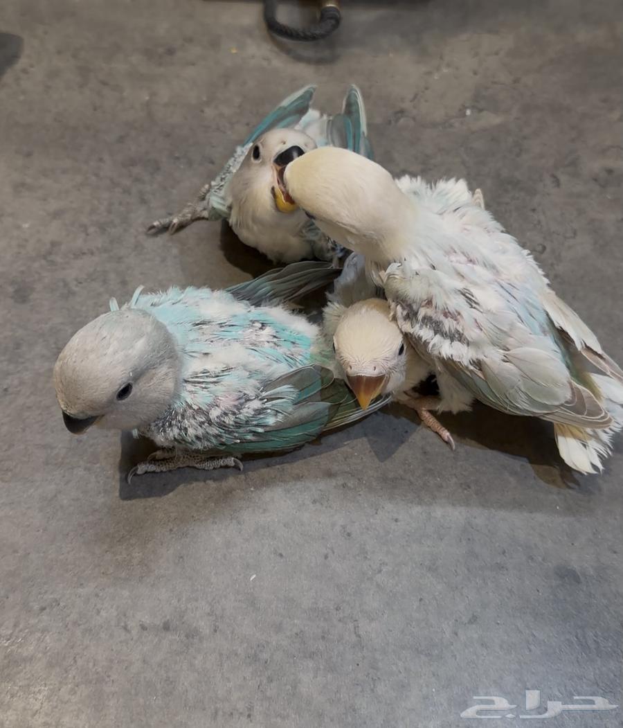 Farkh Roz64408822499713112