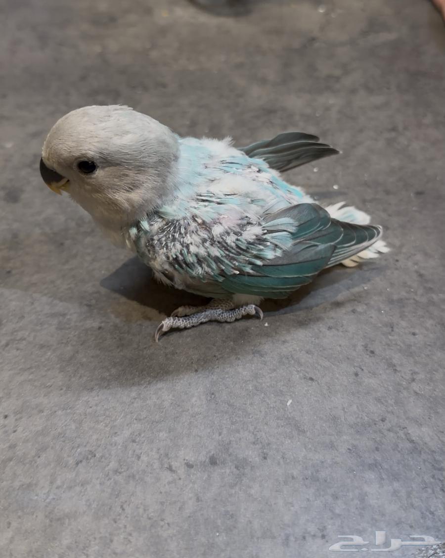 فرخ روز64428363196930114