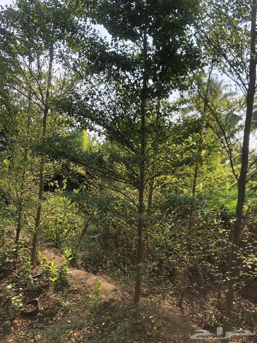 تنسيق الحدائق64198684983043112