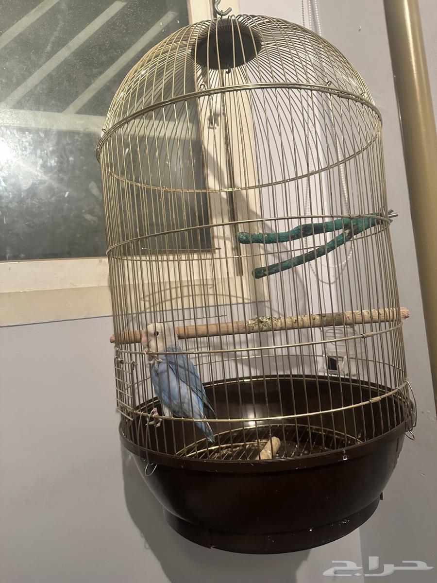 طير روز64672756122755112