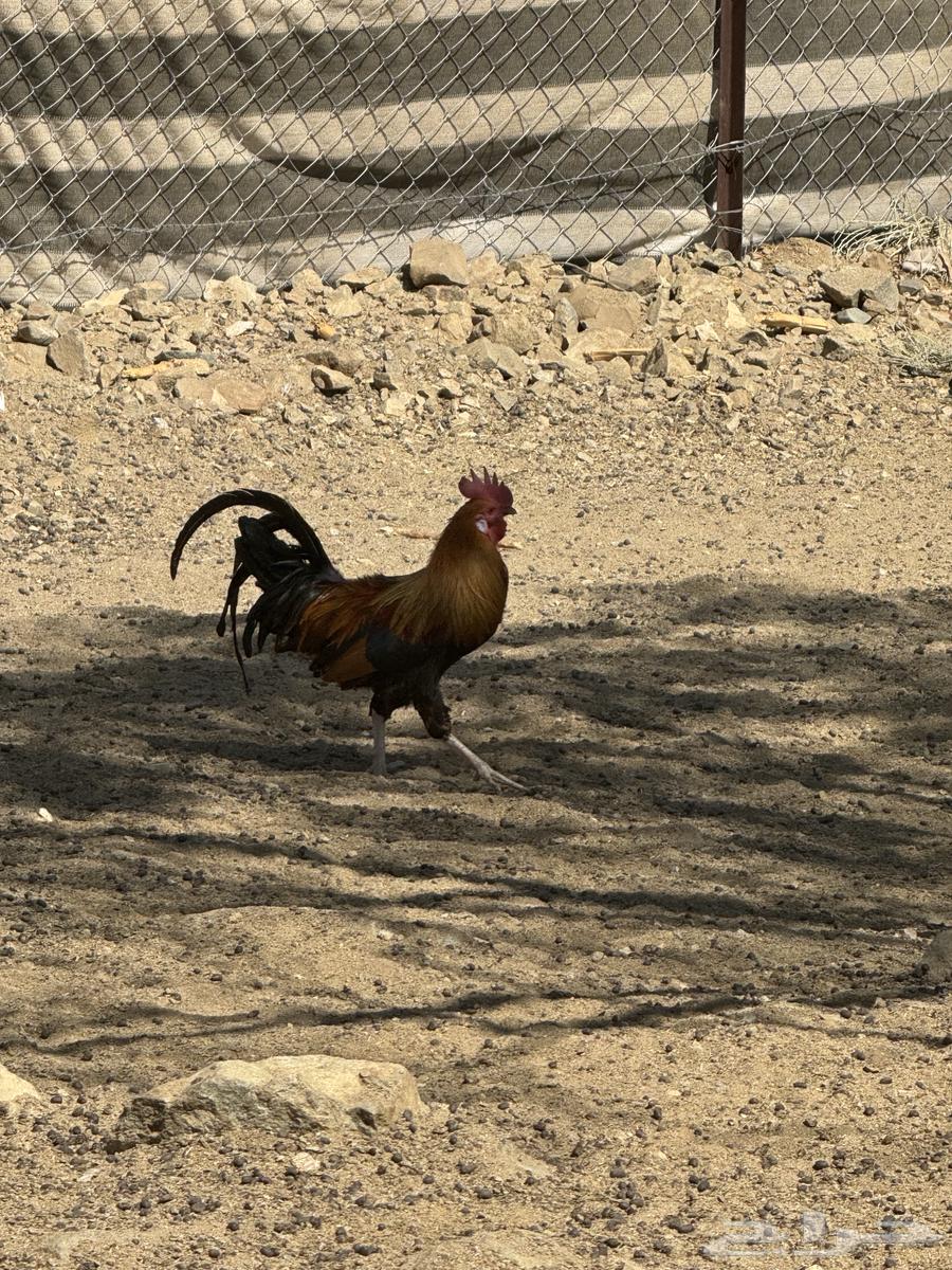 ديوك للبيع عربي اصيل بيع مستعجل سمح64488657972610112