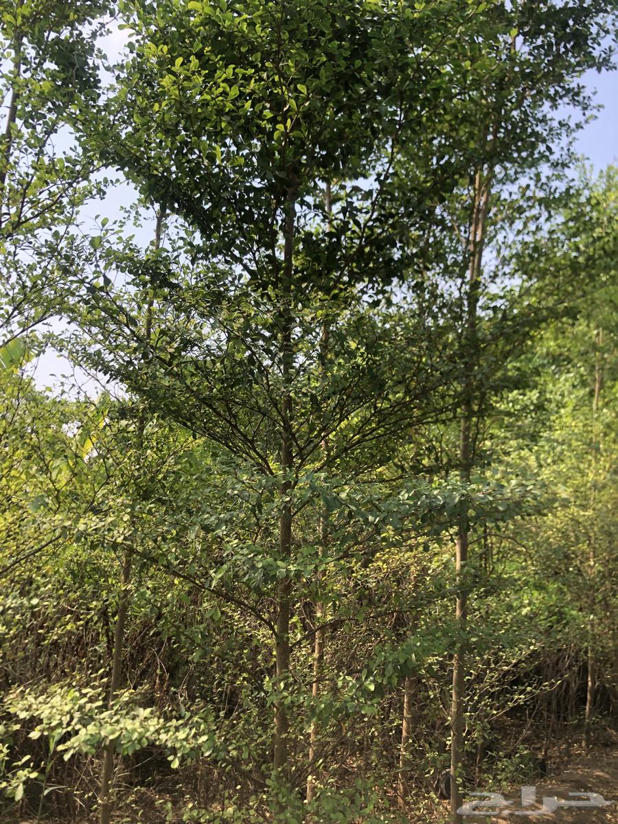 تنسيق الحدائق64198684983043114