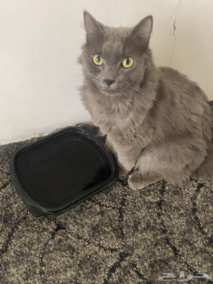 قط رمادي جميل للتبني64215496815233112