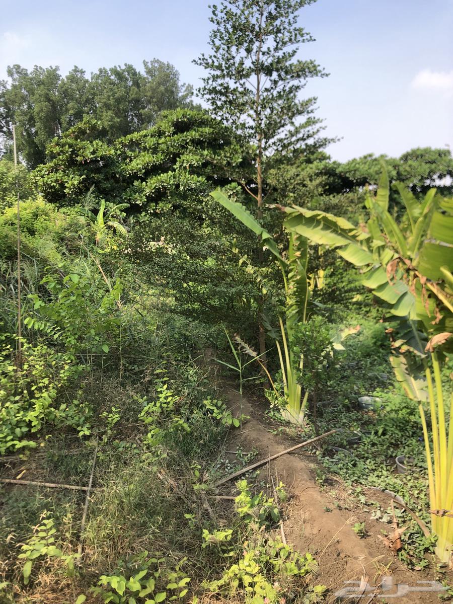 تنسيق الحدائق64198684983043111