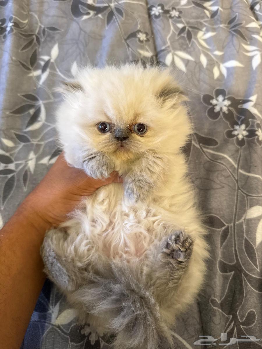 بيرشن هملايا بيكي فيس للبيع64545673597825110