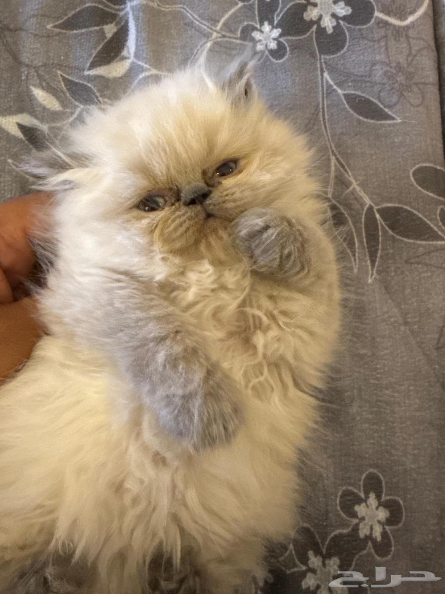 بيرشن هملايا بيكي فيس للبيع64545673597825111