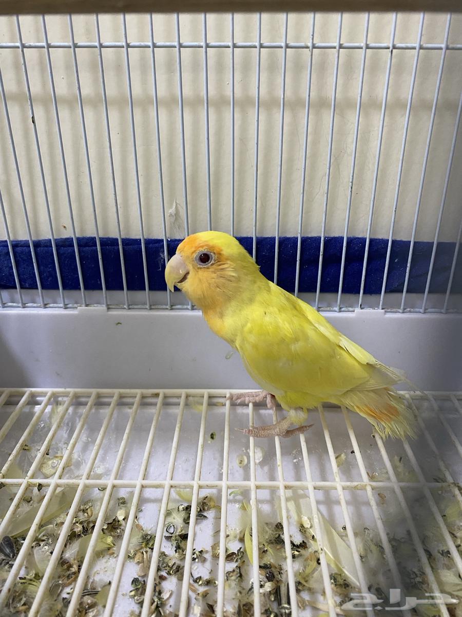 للبيع طير روز64549471822977112