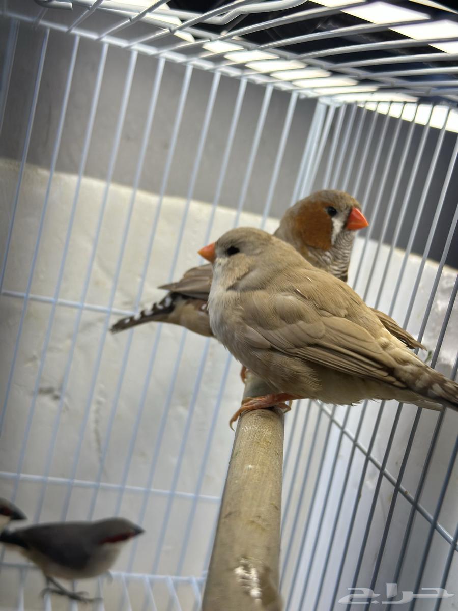 Zebra Strawberry64573629471745112