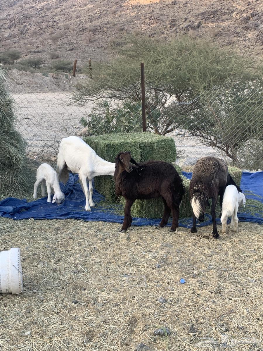 Two sheep with three cattle64198460930945114