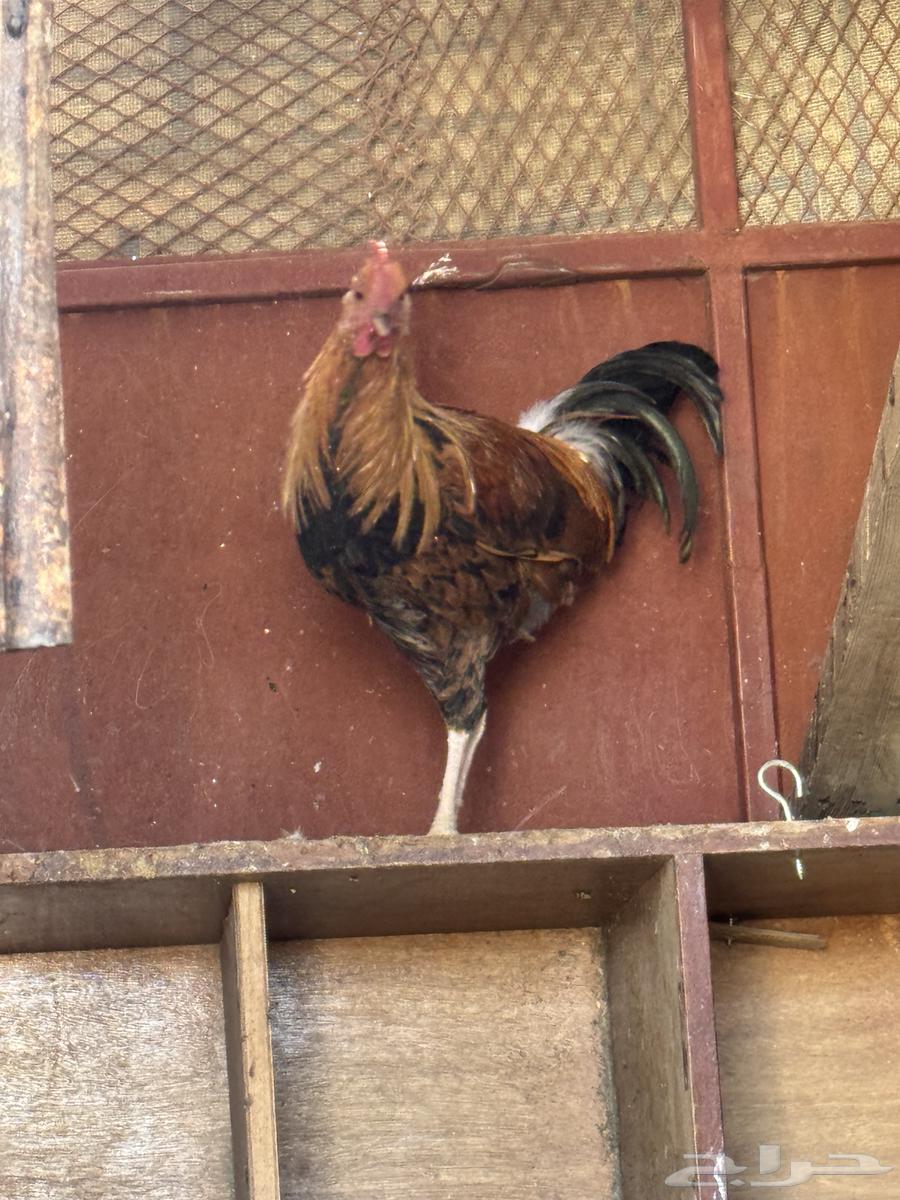 ديوك للبيع عربي اصيل بيع مستعجل سمح64488657972610110