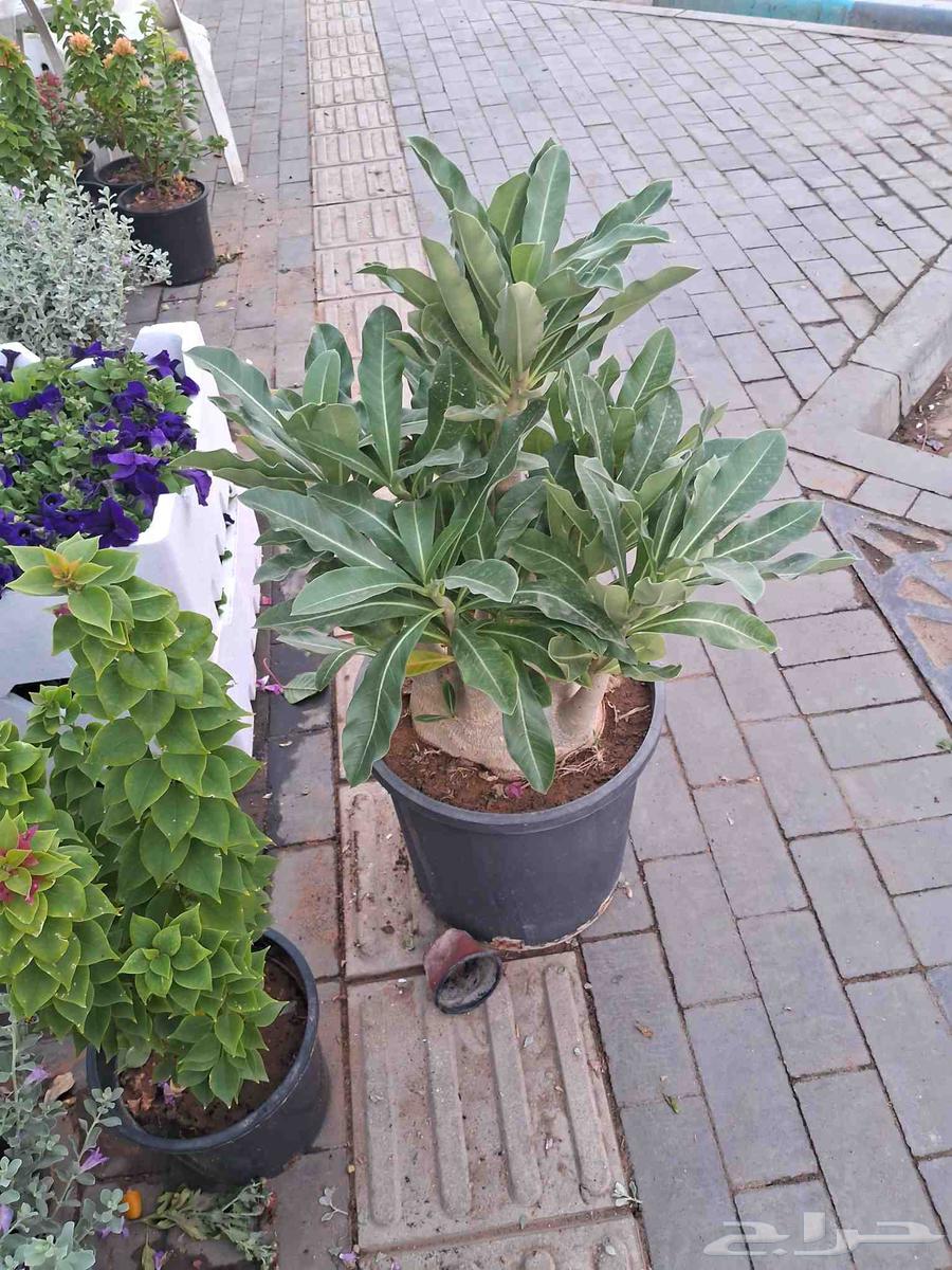 مشتل ابو عوض للزراعه64197578947075112