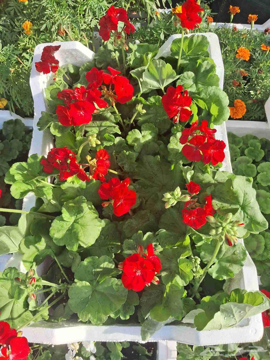 مشتل ابو عوض للزراعه64197578947075114