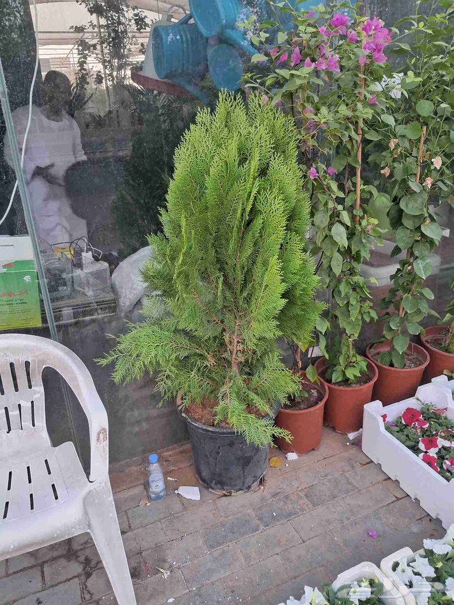 مشتل ابو عوض للزراعه64197578947075113