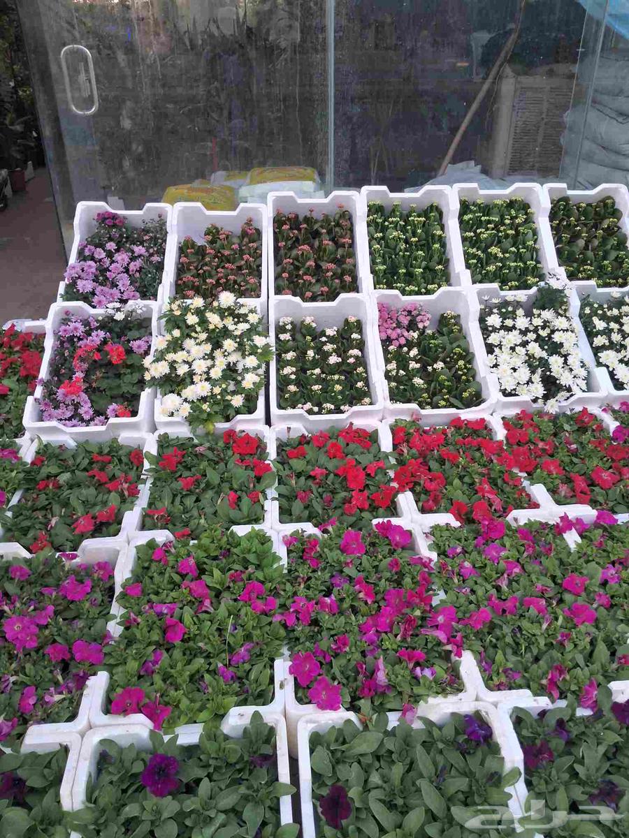 مشتل ابو عوض للزراعه64197578947075110