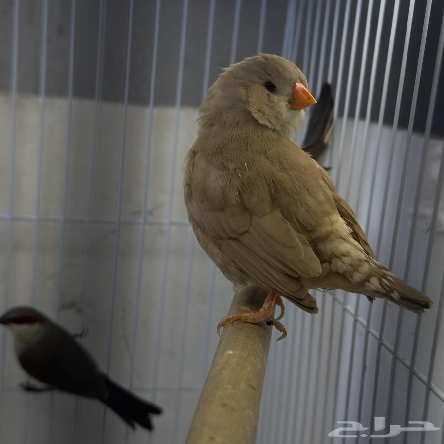 Zebra Strawberry64573629471745111