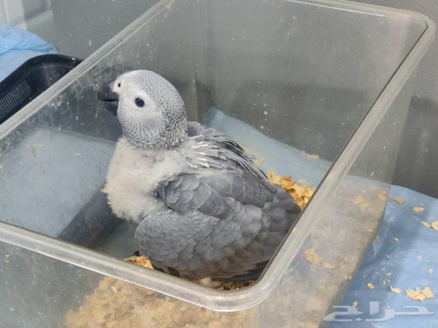 Kaseeko Local Production64679399761538110