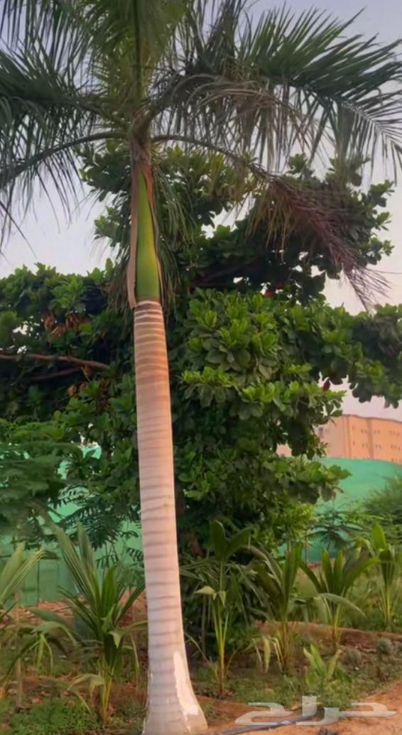 واشنطن امريكي64197161462147114