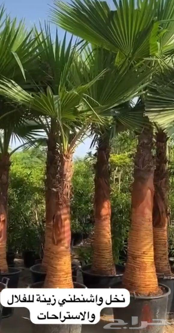 واشنطن امريكي64197161462147112