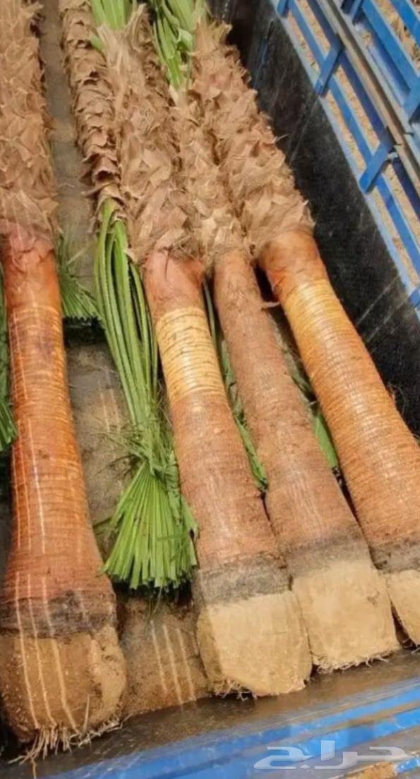 واشنطن امريكي64197161462147113