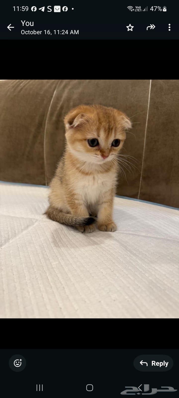 سكوتش فولد قولد للبيع بسعر مغري64594663983618111