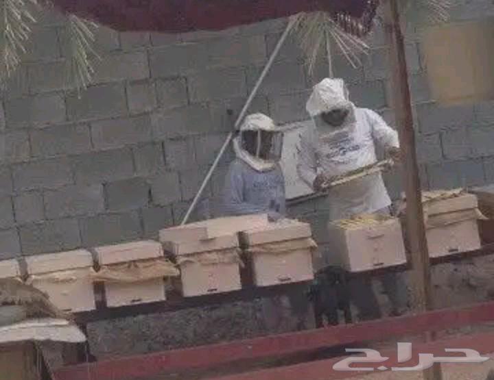 للنحل غنامي مشرف ومؤسس نحل وعسل للنحل البلدي والعسل الطبيعي64198011556353114