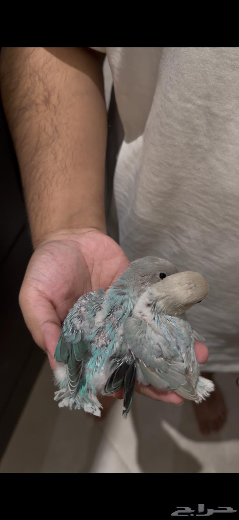 Farkh Roz64408822499713113