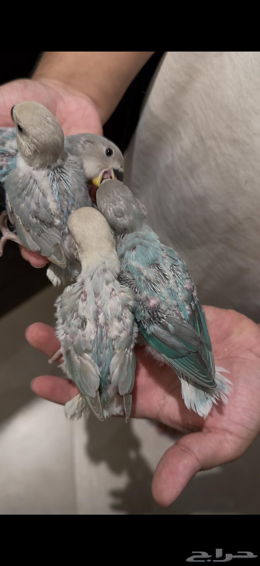 Farkh Roz64408822499713111